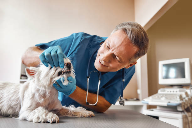 Best Weekend Emergency Dentist in Lansing, MI